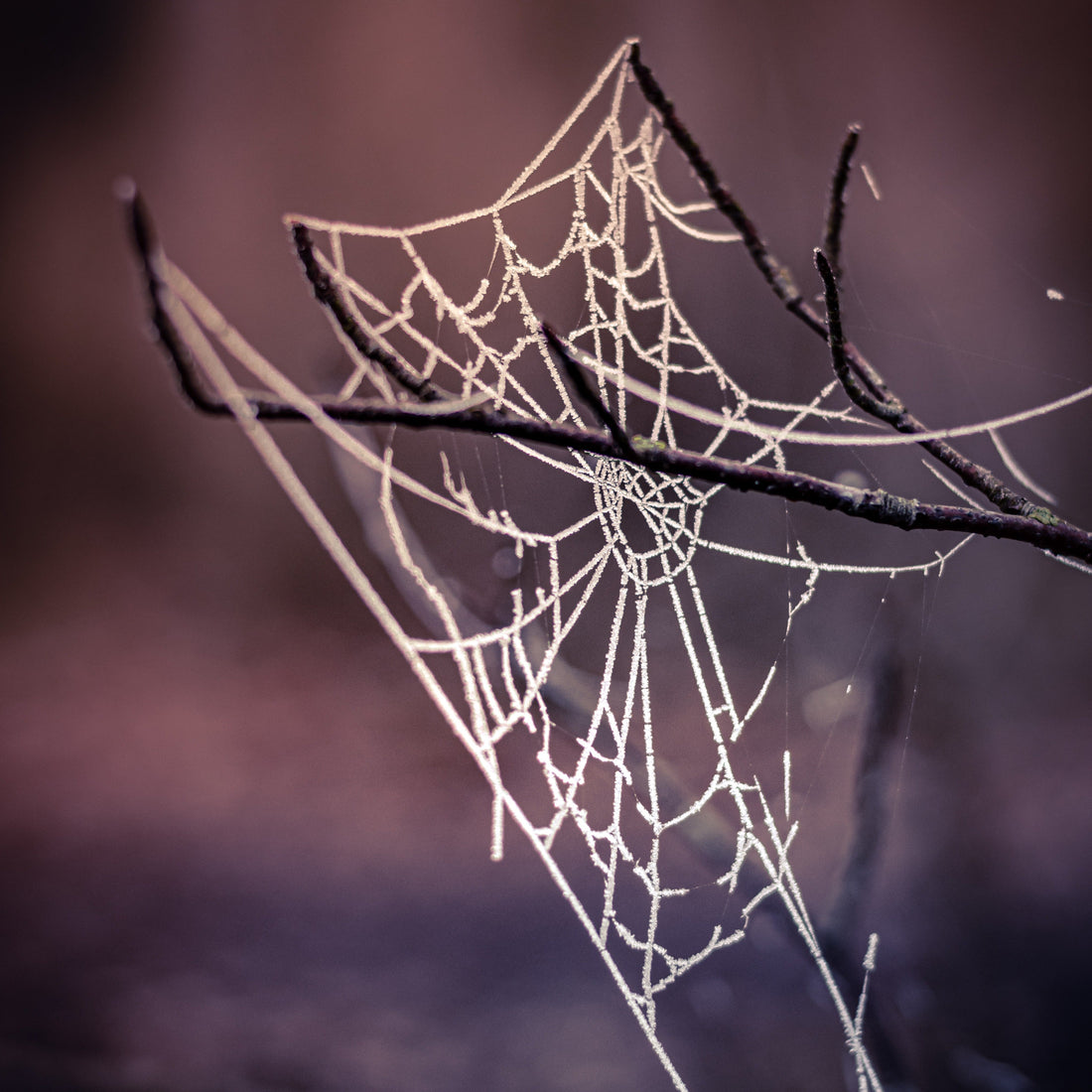 Die magische Zeit der Rauhnächte